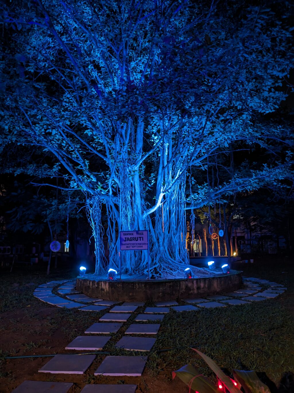 An image of a banyan tree, christened as Jagruti, illuminated by blue light in the darkness. VIsible is a board that reads "Banyan Tree / Jagruti / Transplanted from the main road (opp. IIIT) on 2nd Sept 2002."