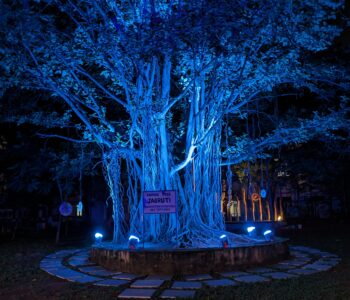 An image of a banyan tree, christened as Jagruti, illuminated by blue light in the darkness. VIsible is a board that reads "Banyan Tree / Jagruti / Transplanted from the main road (opp. IIIT) on 2nd Sept 2002."