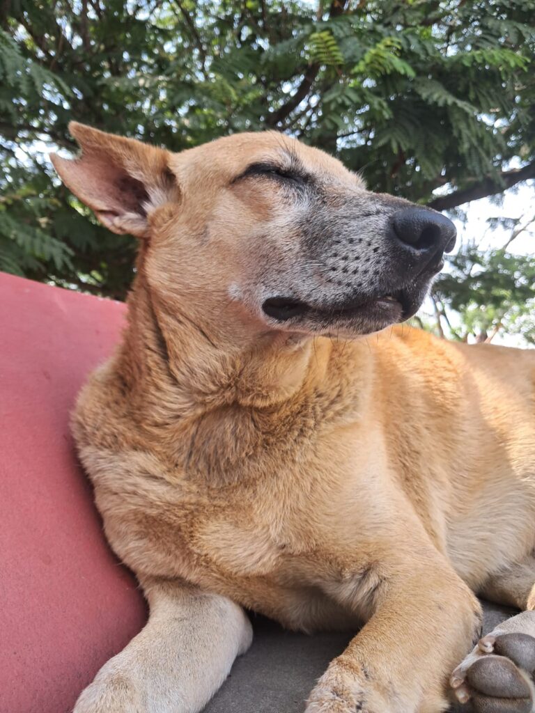 a doggy sitting on a bench