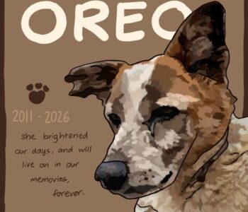A Tribute to Oreo